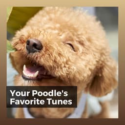 Your Poodle's Favorite Tunes - Music for Calming Dogs