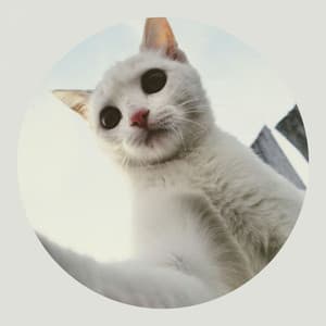 Hip Jazz Trio - Ambiance for Cutest Kittens - Cats Music Den