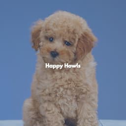 Happy Howls - Soft Jazz Cafe