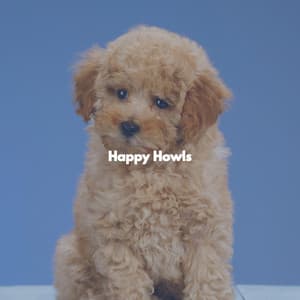 Happy Howls - Soft Jazz Cafe