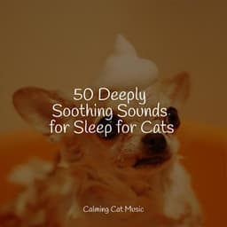 50 Deeply Soothing Sounds for Sleep for Cats - Cat Music Therapy