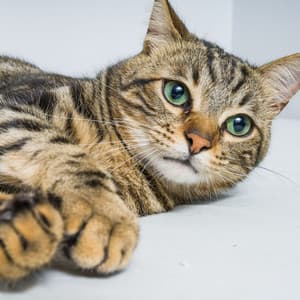 Paws and Cat Melodies: Jazz Piano for Harmony - Classy Piano Jazz Background