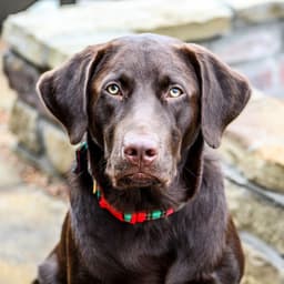 Music for Nature and Dogs - Relaxed Jazz Quintet - Dog Music Zone