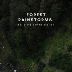 Forest Rainstorms For Sleep And Relaxation - Natural Sounds Selections