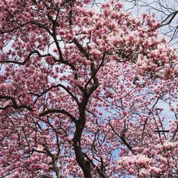 Every Leaf - Tania Caroline Chen