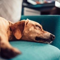 Velvet Piano Harmony: Dreamy Dog Sleep - Little Piano Player