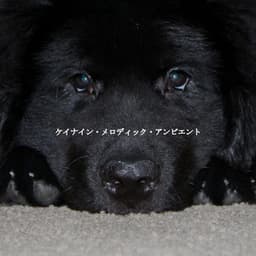 ケイナイン・メロディック・アンビエント - Música de Oficina