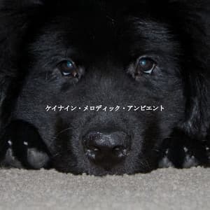 ケイナイン・メロディック・アンビエント - Música de Oficina