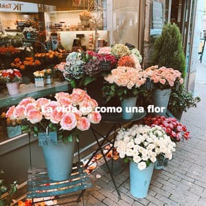 La vida es como una flor - Bossanova Playlist for Cafes