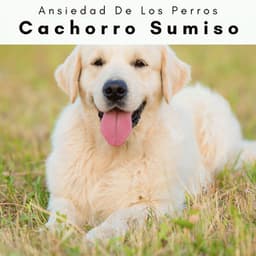 1 Cachorro Sumiso - Ansiedad De Los Perros