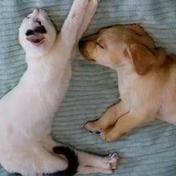 Relaxing Music for Pets: Gentle and Calming - Crossing of Souls