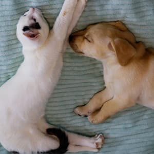 Relaxing Music for Pets: Gentle and Calming - Crossing of Souls