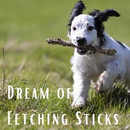 Dream of Fetching Sticks - Dog Radio 1