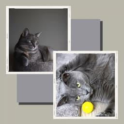 Tasteful Background Music for Evening Cat Strolls - Cat Music Studio