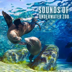 Sounds of Underwater Zoo - Relaxation Ocean Waves Academy