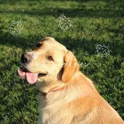 キュート・ケイナイン - Co-Working Jazz Lounge