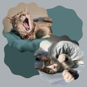 Incredible Ambiance for Favorite Kittens - Musica para Gatos