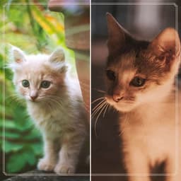 Background Music for Favorite Kittens - Calm Music for Cats