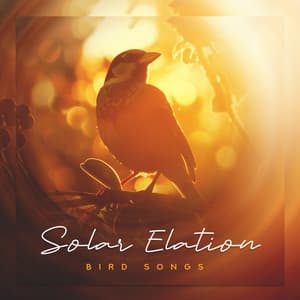 Solar Elation - Bird Songs