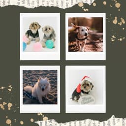 Feelings for Sleeping Dog - Relax My Puppy