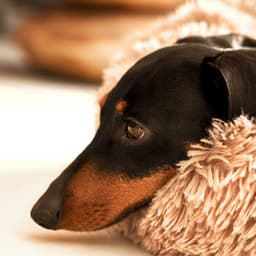 Meditation Barks: Serene Melodies for Harmonious Dog Bliss - Chill My Pooch