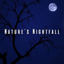 Nature’s Nightfall: Heavy Rain and Bird Tweets for Sleep - Wonderful Escape