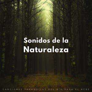 Sonidos De La Naturaleza: Canciones Tranquilas Del Río Para El Bebé - Sonidos de agua y río
