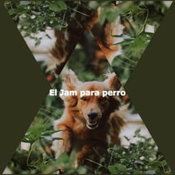 El Jam para perro - Bossa Cafe Deluxe