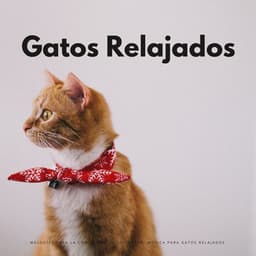 Melodías Para La Comodidad De Los Gatos: Música Para Gatos Relajados - Música para Desayuno