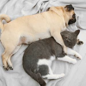 Lofi Pet Dreams: A Melodic Path to Cozy Moments - Lo-fi Beats for Sleep