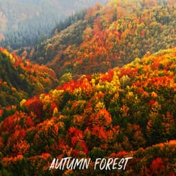 ! ! ! ! ! ! Autumn Forest ! ! ! ! ! ! - Forest Sounds
