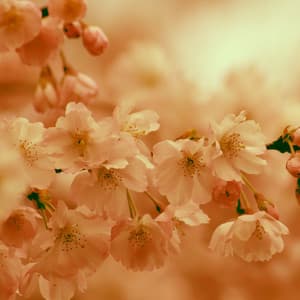 Brown Noise and Sleep White Noise | All Night Loop - Fans & White Noise