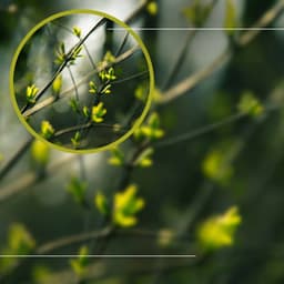 Peak Spa Therapy - Spa Music Playlist