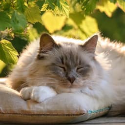 Armonías Tranquilas Para Gatos: Música Para La Paz Felina - Mentes neuronales