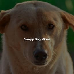 Sleepy Dog Vibes - Bossanova Playlist for Cafes