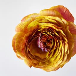 1 Clear Mind: Beneath Fresh Stars - Yoga Music