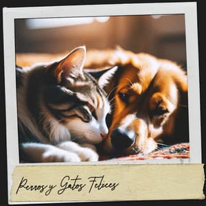Perros y Gatos Felices: Encuentro peludo - Cat Music Therapy