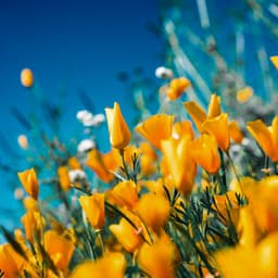 4 Seasons:Ambient Spring - Baltic Nature Sounds