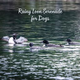 Rainy Loon Serenade for Dogs - The Sound Of The Rain