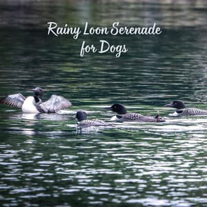 Rainy Loon Serenade for Dogs - The Sound Of The Rain