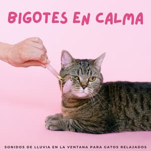 Bigotes En Calma: Sonidos De Lluvia En La Ventana Para Gatos Relajados - Latidos De Rap
