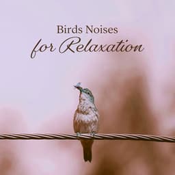 Birds Noises for Relaxation: Gentle Natural Noises That Will Relieve You from Stress and Anxiety - Awesome Nature Sounds Ensemble