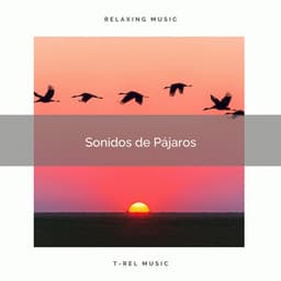 1 Sonidos de Pájaros vol. 1 - Sonidos De Aves