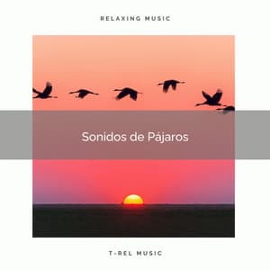 1 Sonidos de Pájaros vol. 1 - Sonidos De Aves