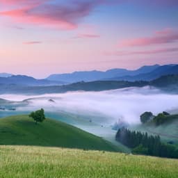 Canciones Suaves Para Perros Para Un Descanso Tranquilo - rosa azul