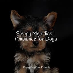 Sleepy Melodies | Ambience for Dogs - Calm Doggy