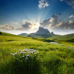 Orchestra Of Gentle Harmony: Orchestral Melodies For Complete Relaxation - Lee Rosangela