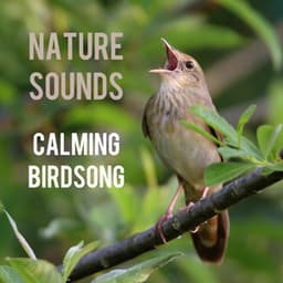 Calming Birdsong - Nature Sounds
