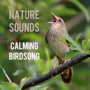 Calming Birdsong - Nature Sounds