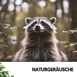 Naturgeräusche: Wellen der Gelassenheit - Relajacion
